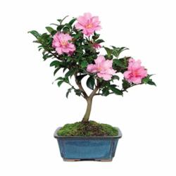 Flowering Bonsai Tree for Mother's day - BonsaiOutlet.com